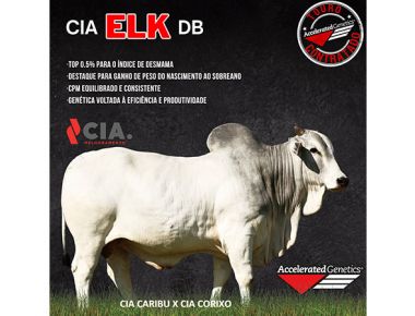 CIA ELK DB - Nova contratação Accelerated Genetics