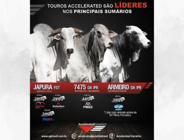 Acelere seus resultados com a Accelerated Genetics do Brasil!