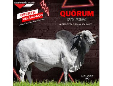 OFERTA RELÂMPAGO 21