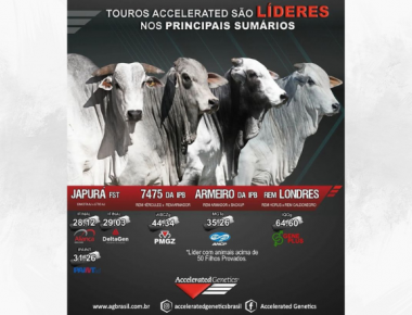 A Liderança dos Principais Programas de Avaliação da Raça Nelore em 2023 é nossa!