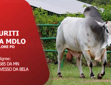 DIRETO DA CENTRAL - BURITI DA MDLO (Nelore PO)