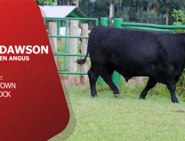 DIRETO DA CENTRAL - VPJ DAWSON (Aberdeen Angus)