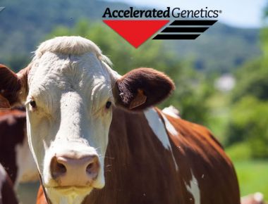 Taurinos Accelerated Genetics
