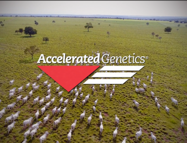RETROSPECTIVA 2022 ACCELERATED GENETICS DO BRASIL