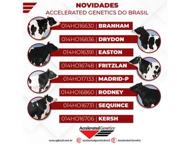 Novidades na bateria Leite Europeu