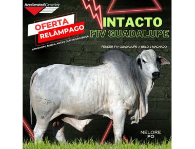 OFERTA RELÂMPAGO 29