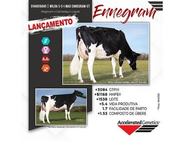 Lançamento Holandês - 014HO16845 - ENNEGRAM