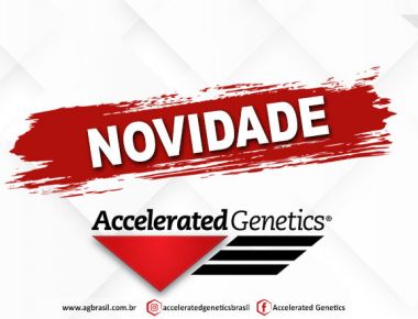 Novidade Holandês Vermelho e Branco Accelerated Genetics