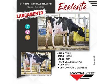 Lançamento Holandês - 014HO16978 - ESELENTE