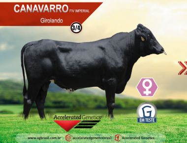 Destaque Girolando - CANAVARRO