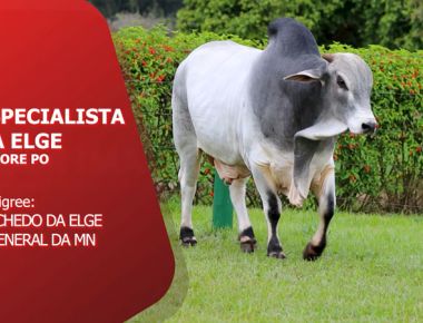 DIRETO DA CENTRAL- ESPECIALISTA DA ELGE (NELORE PO)
