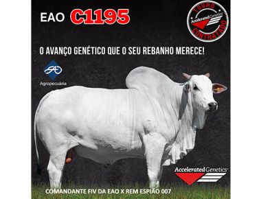  EAO C1195 - Nova contratação Nelore PO