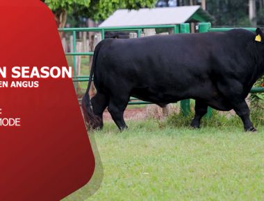 DIRETO DA CENTRAL - OPEN SEASON (ABERDEEN ANGUS)