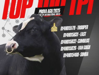 TOP 100 TPI Internacional Bulls.