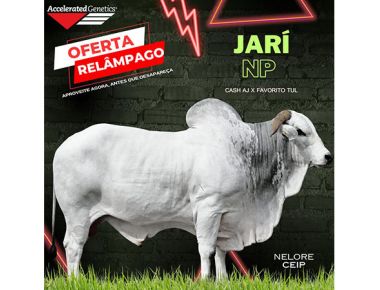 OFERTA RELÂMPAGO 31